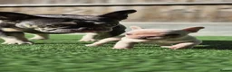 French Bulldog dogs for sale: Beautiful KC French Bulldog Puppy  - Advert 7