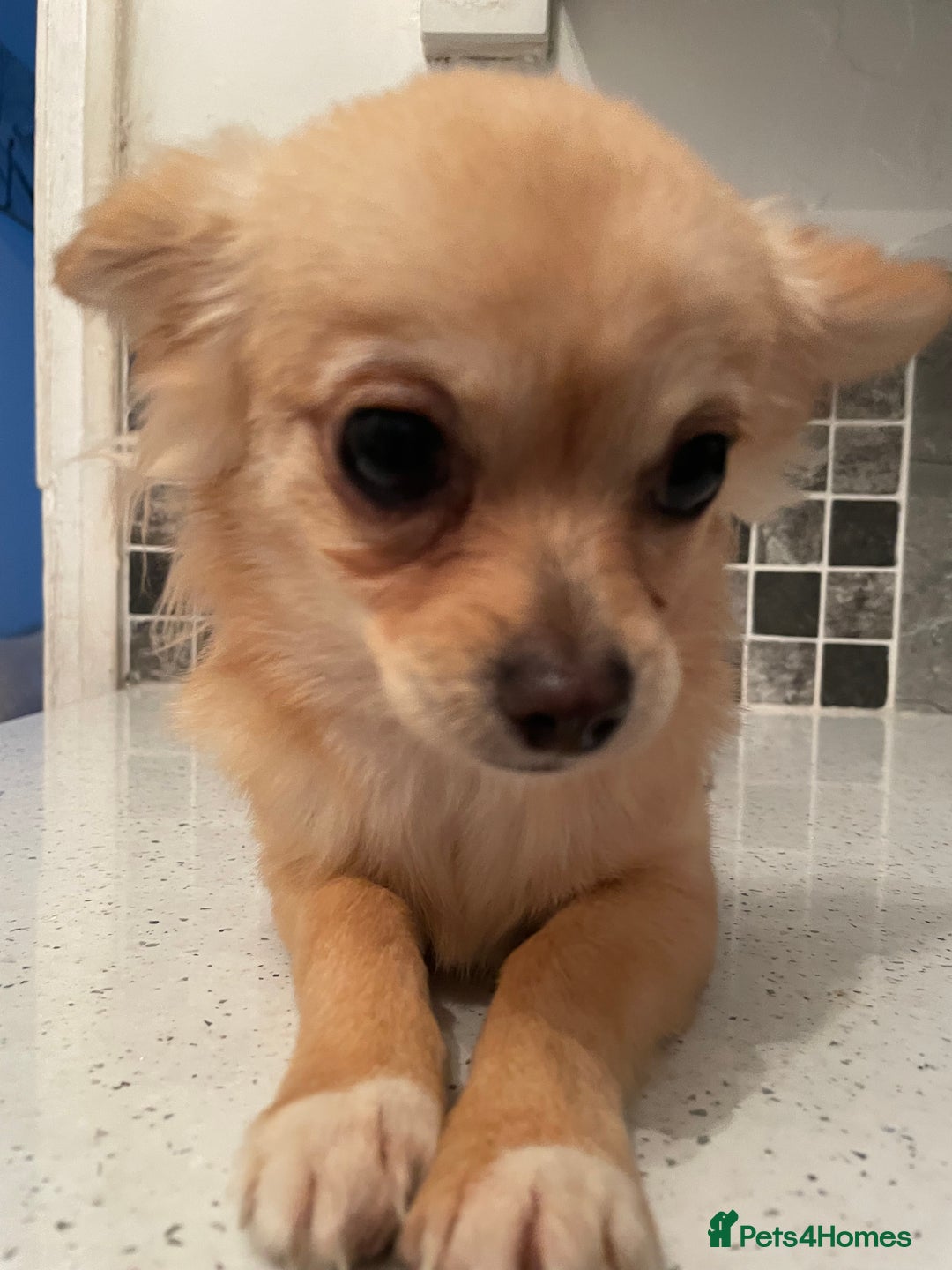 Chihuahua dogs for sale: Mini  **  chihuahua puppies  - Advert 5