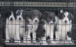 Border Collie dogs for sale: Sheepdog puppies - Advert 1