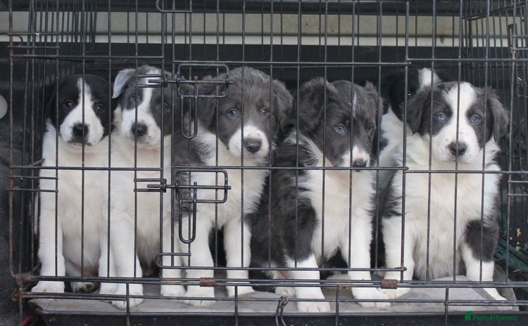 Border Collie dogs Sheepdog puppies - Advert 5