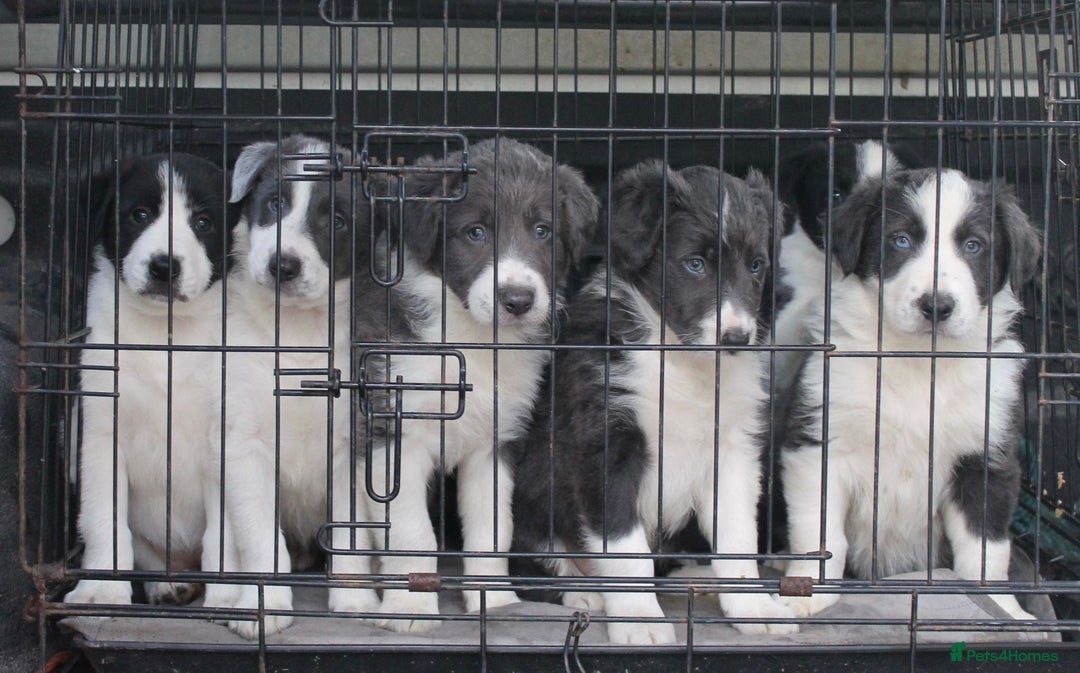 Border Collie dogs for sale: Sheepdog puppies - Advert 1