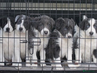 Border Collie dogs Sheepdog puppies - Advert 3