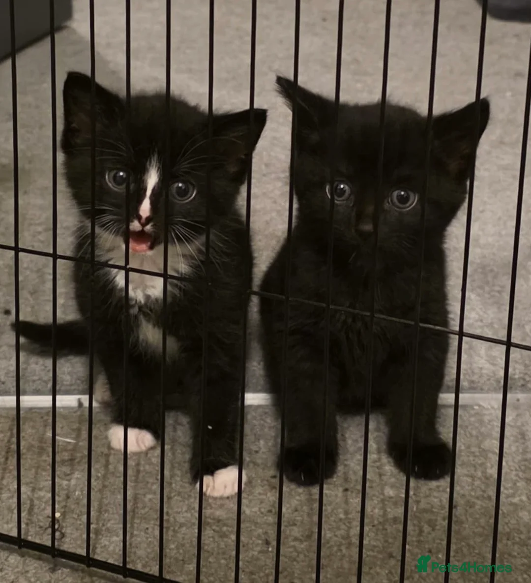 Mixed Breed cats for sale: 2x Males Kittens, Litter Brothers in Northwich - Advert 1