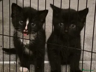 Mixed Breed cats 2x Males Kittens, Litter Brothers - Advert 2