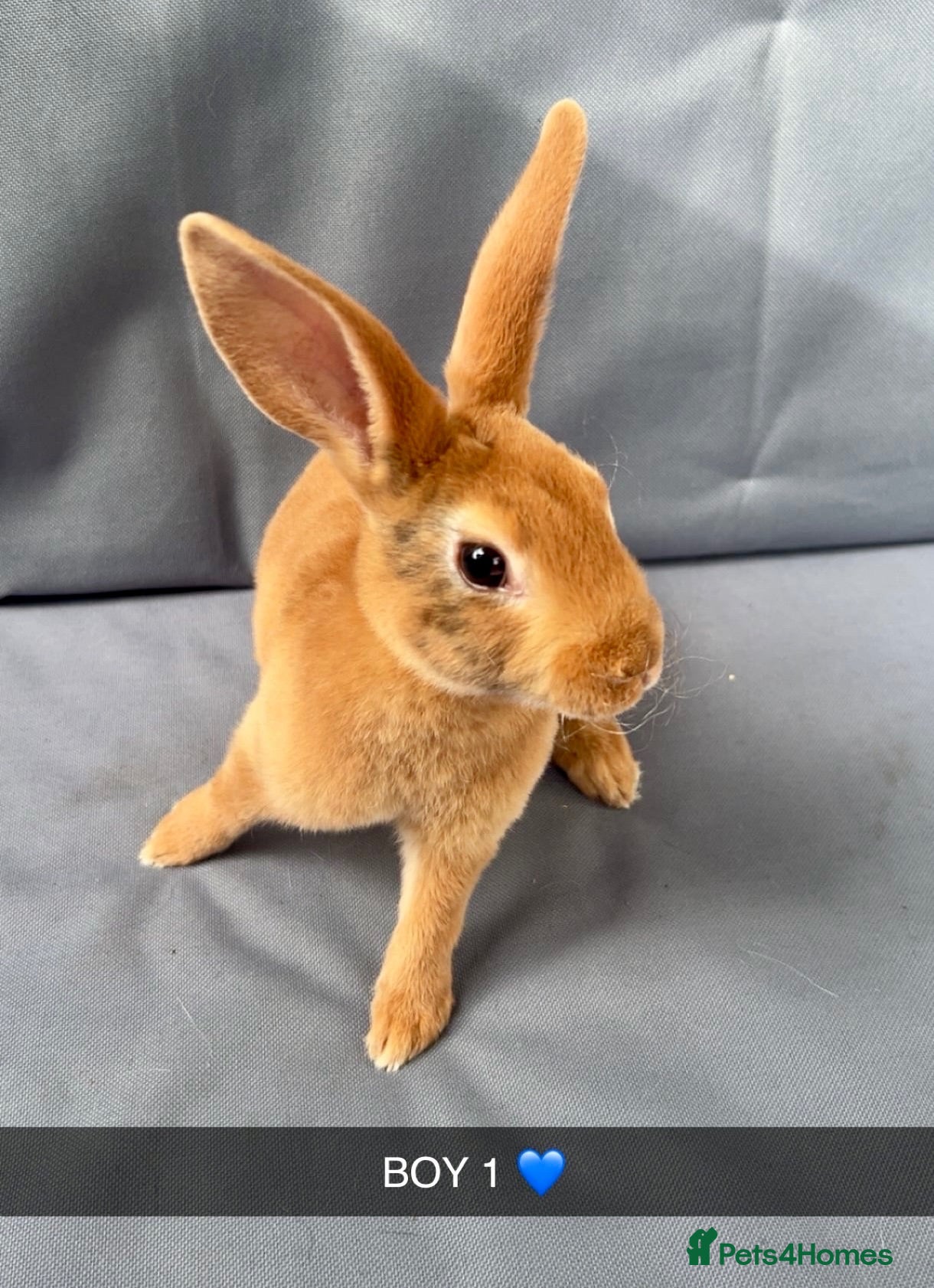 Rex rabbits Beautiful Pure Mini Rex Babies  - Advert 4