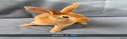 Rex rabbits for sale: Beautiful Pure Mini Rex Babies  - Advert 1