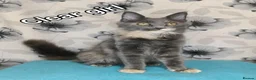 Maine Coon cats for sale: Maine Coon kittens "Pureee Love" - Advert 3