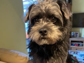 Mixed Breed dogs - Advert 1