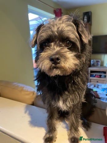 Mixed Breed dogs for stud - Advert 4