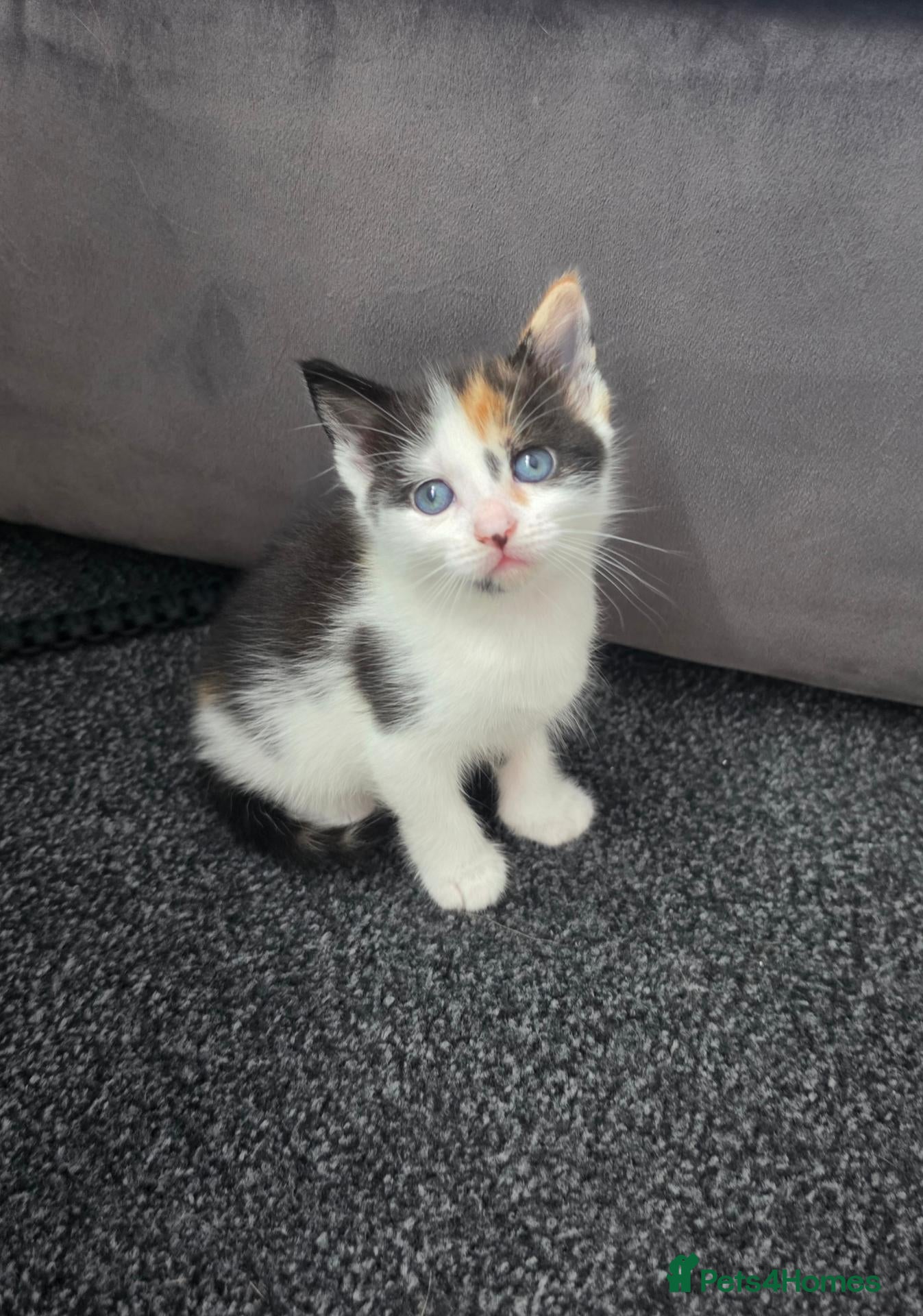Mixed Breed cats 3 beautiful ginger/calico/black kittens - Advert 3