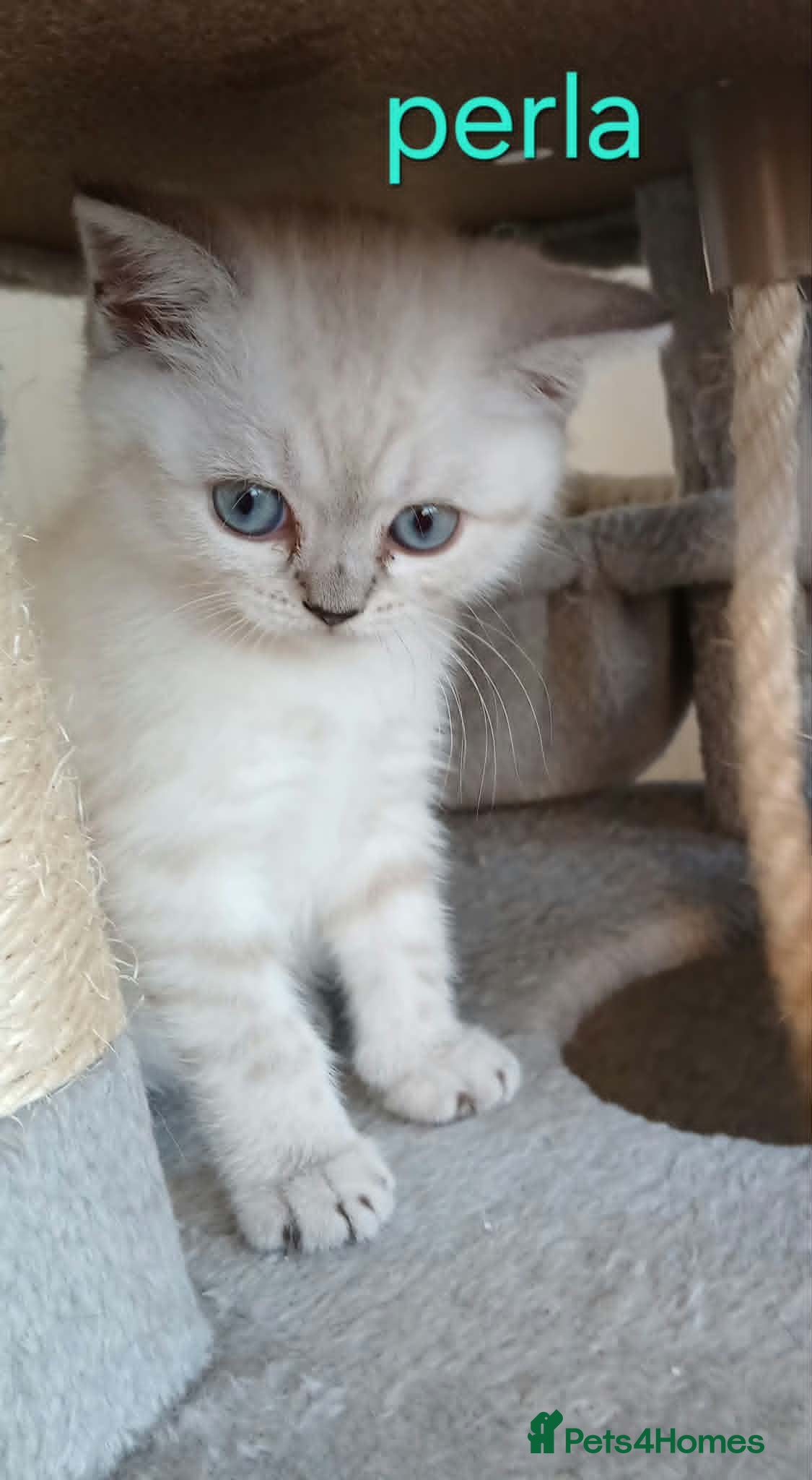 British Shorthair cats Bsh X Scotish stright kittens.Price Reduced ! - Advert 4