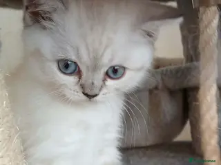 British Shorthair cats Bsh X Scotish stright kittens.Price Reduced ! - Advert 4