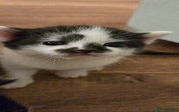 Mixed Breed cats for sale: Pretty black and white fluffy kittens - Image 14