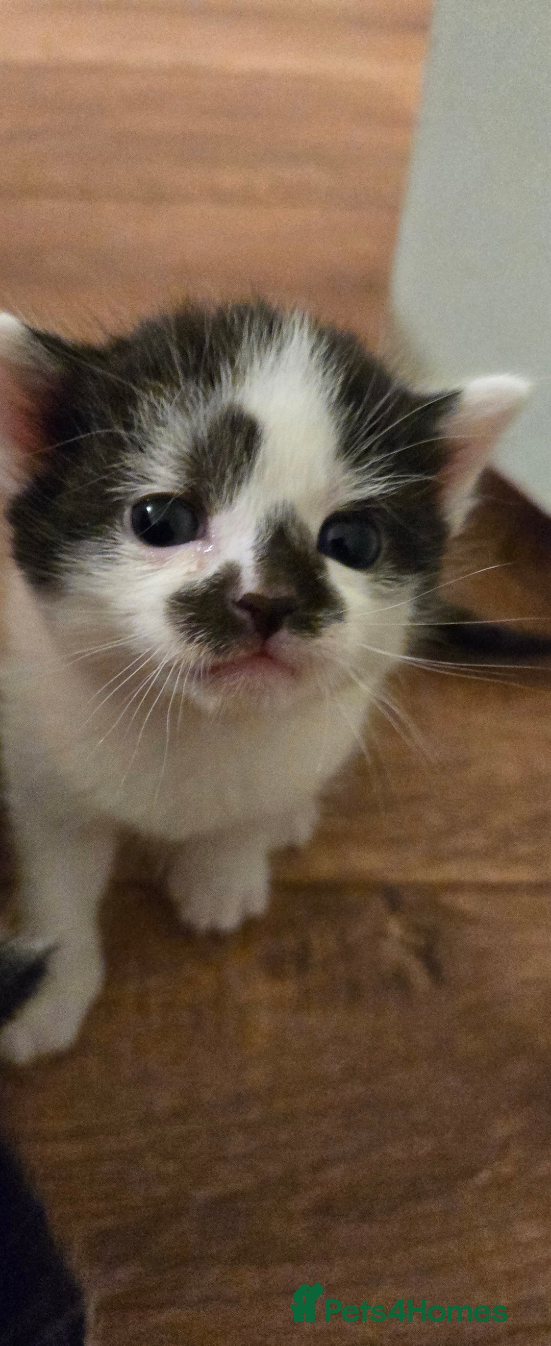 Mixed Breed cats for sale: Pretty black and white fluffy kittens - Image 14