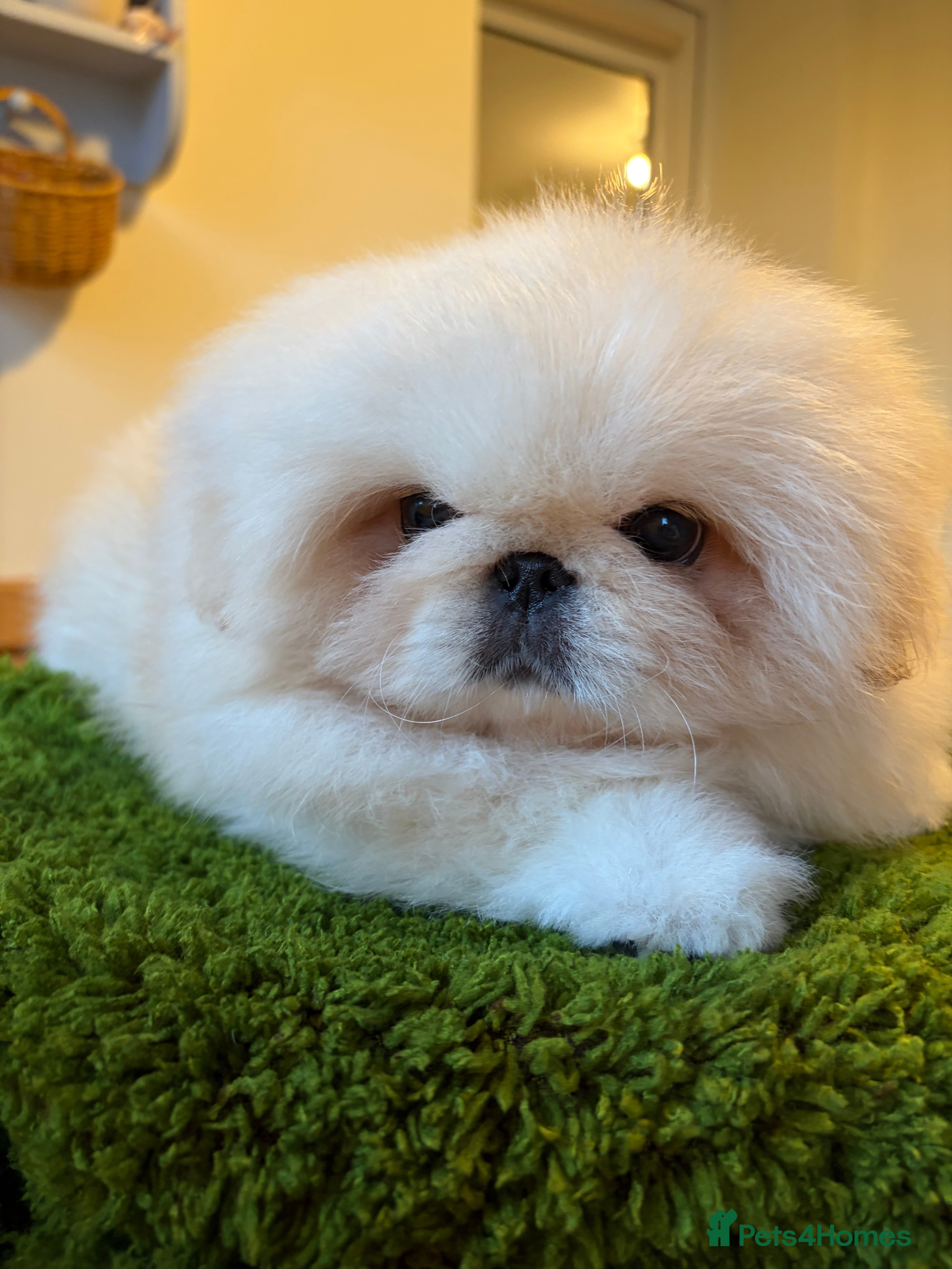 Pekingese dogs Biggiwigs Pekingese Ready Now. 2 Boy Puppies  - Advert 4