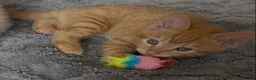 Domestic Shorthair cats for sale: 5 Ginger Kittens - Advert 26