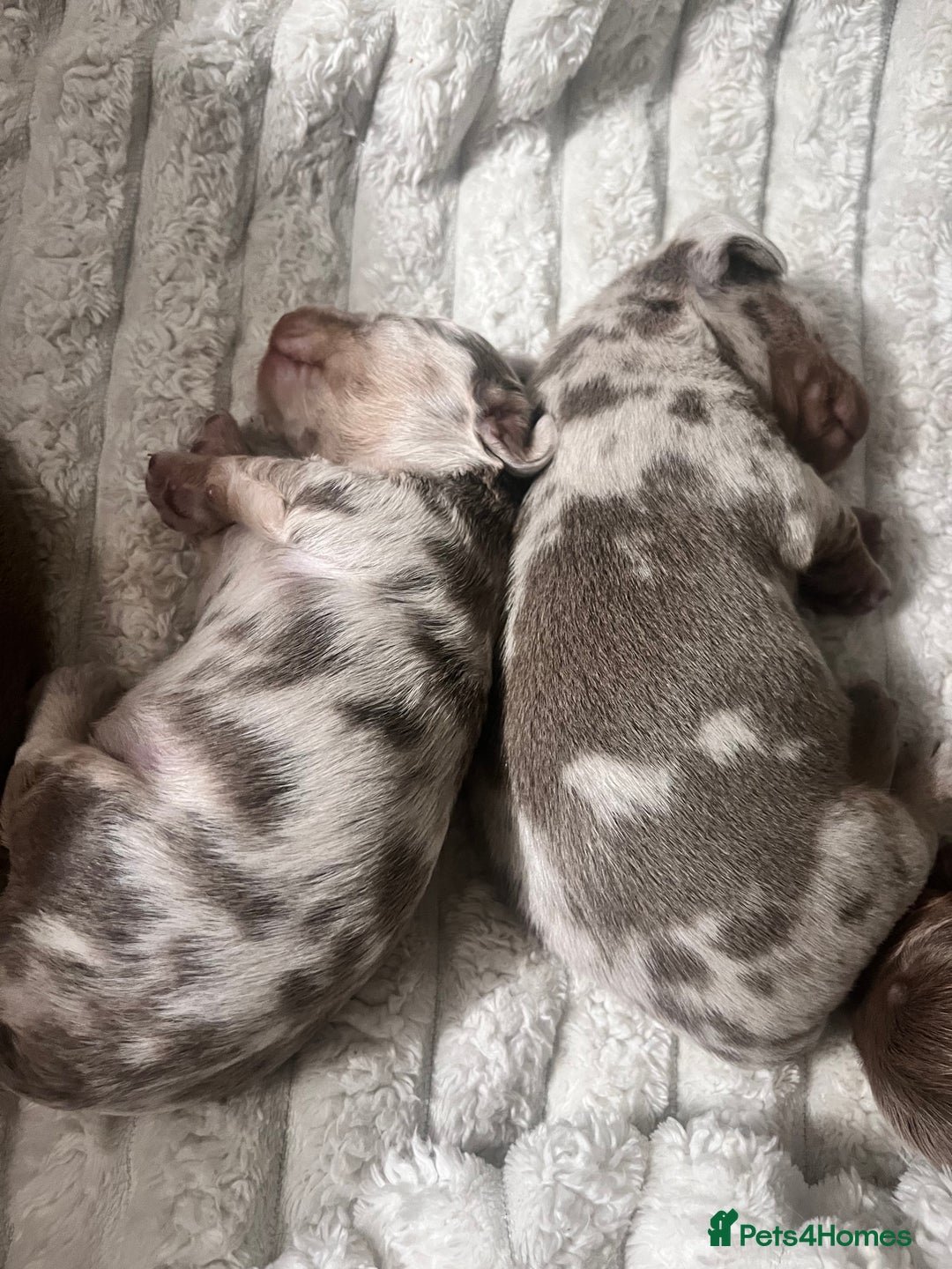Miniature Dachshund dogs for sale: 🖤🐶Beautiful Miniature Dachshund Puppies🖤🐶!! - Image 7