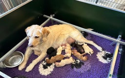 Labradoodle dogs for sale: Rudi Red  - Image 9