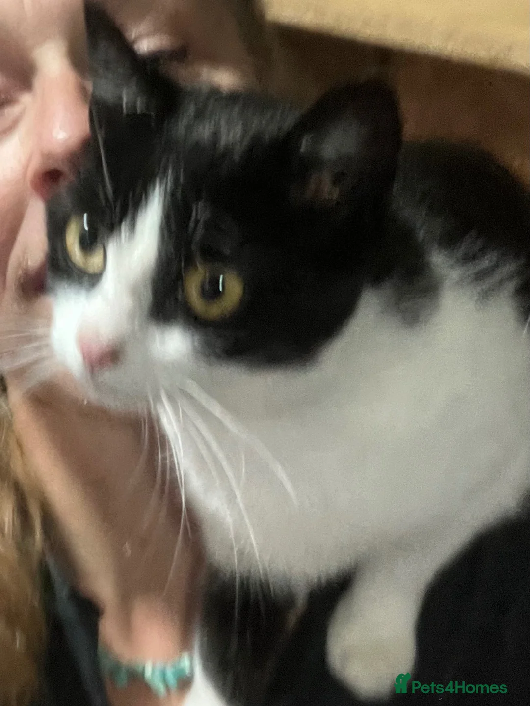 Mixed Breed cats for sale: Beautiful playful kittens - Advert 1