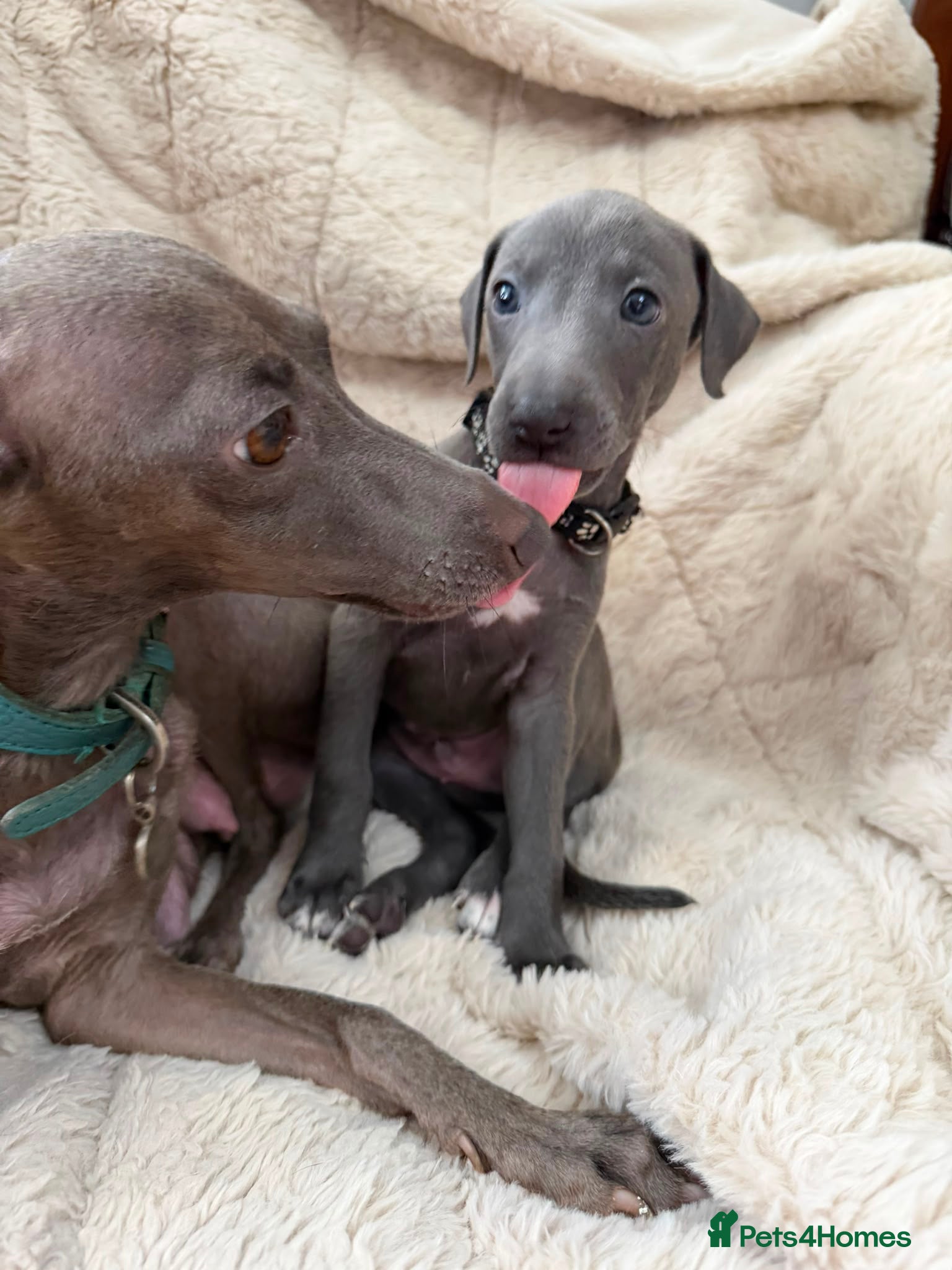Italian Greyhound dogs Blue Italian greyhound puppies. Ready on the 17th - Advert 18