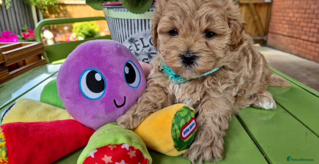 Maltipoo dogs for sale: Small Maltipoo boys ❤️❤️❤️ READY NOW 🫶 - Image 32