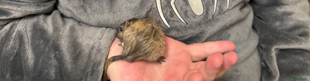 Gerbil rodents for sale: 2 bonded brothers hand tamed 20 pound each  - Advert 8