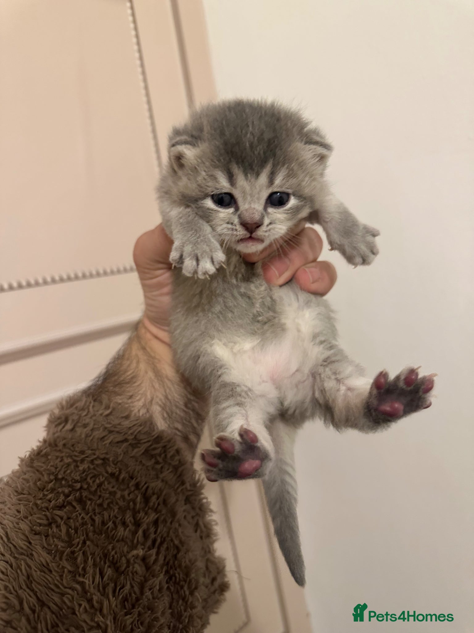 Maine Coon cats British shorthair x Maincoon.  - Advert 13