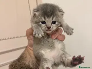 Maine Coon cats British shorthair x Maincoon. - Advert 2