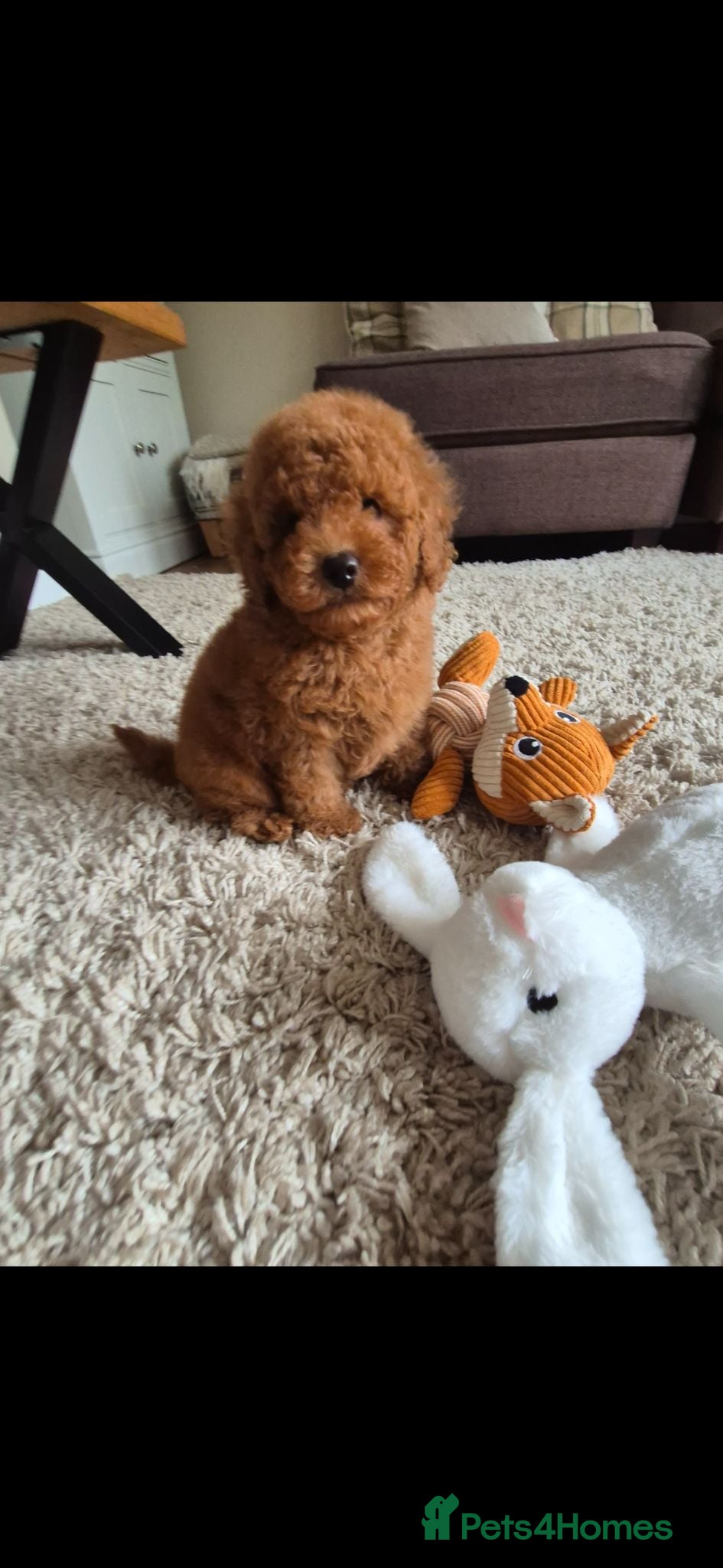 Toy Poodle dogs Kc regd Toy Poodles  - Advert 2