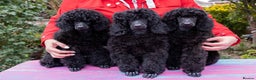 Miniature Poodle dogs for sale: Signature Miniature Poodle Puppies - Advert 3