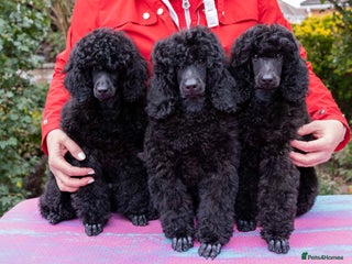 Miniature Poodle dogs - Advert 6