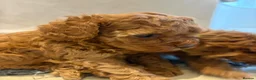 Cavapoo dogs for sale: Cavapoo puppies (Extensively health tested) F1b  - Advert 11