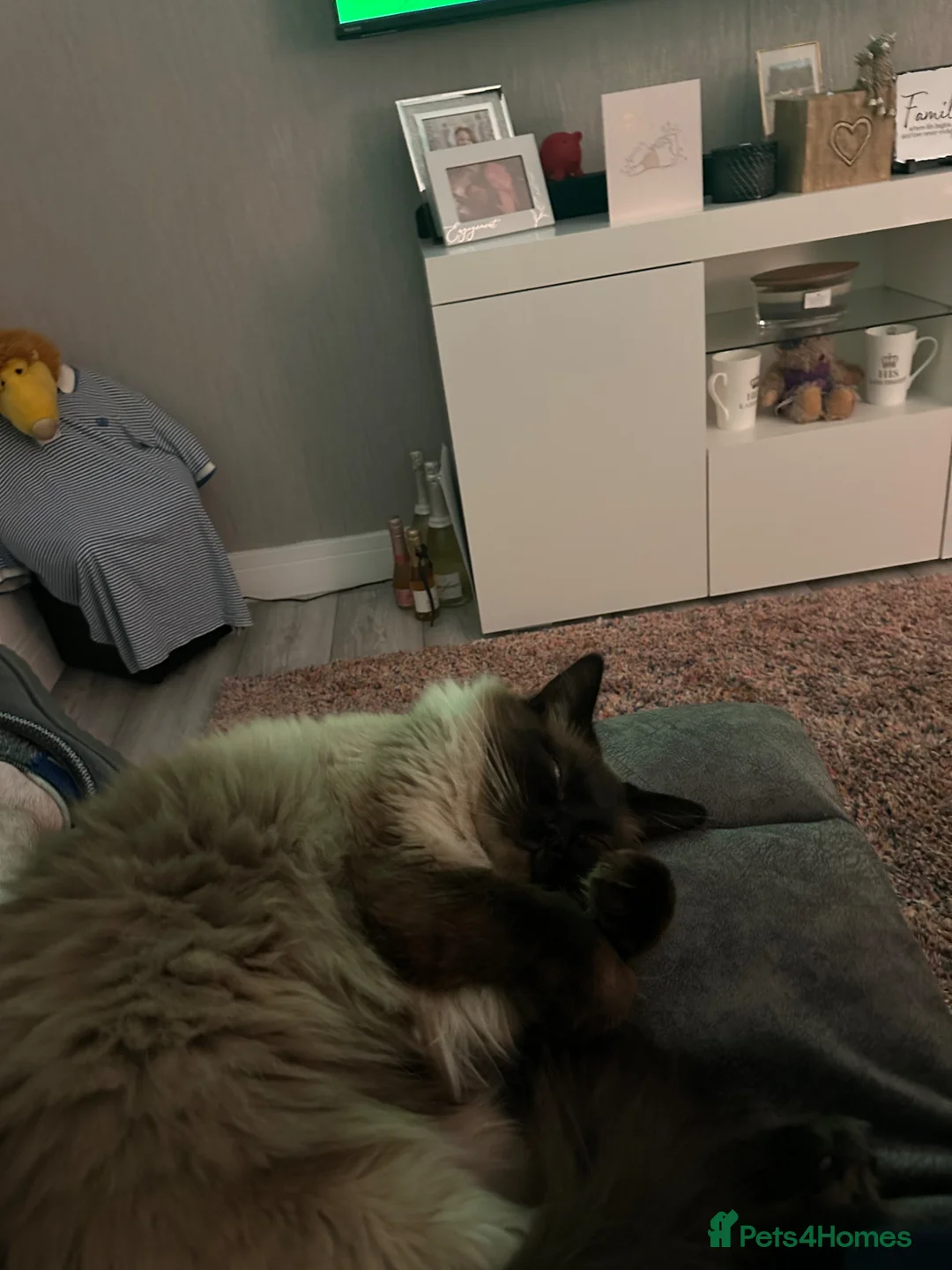 Ragdoll cats for sale: Charlie & Hamish in Peterhead - Advert 5