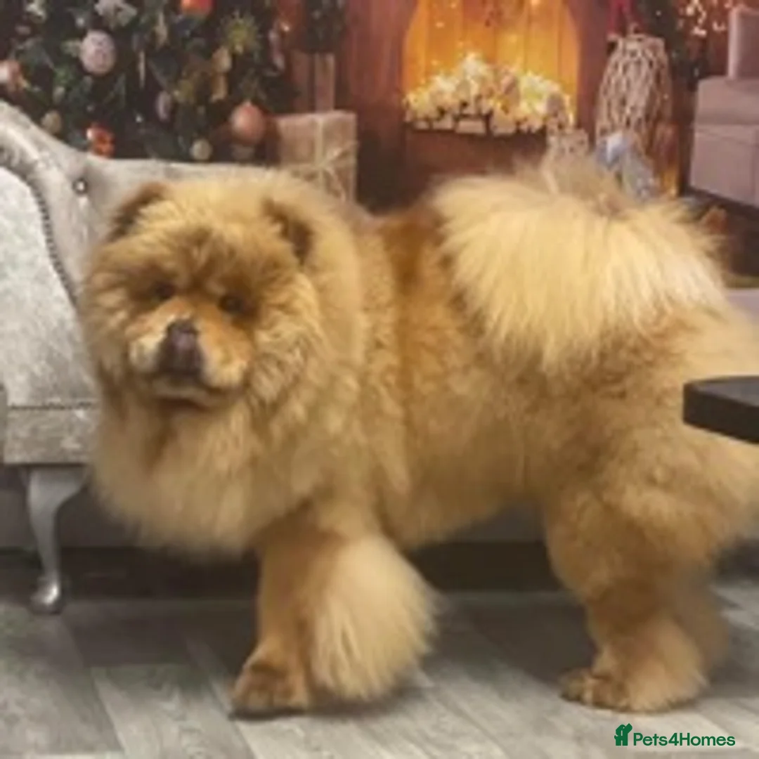 Chow Chow dogs for stud: Mr Baloo Bear - Pedigree Stacked with Champs🏆 in Tipton - Advert 6