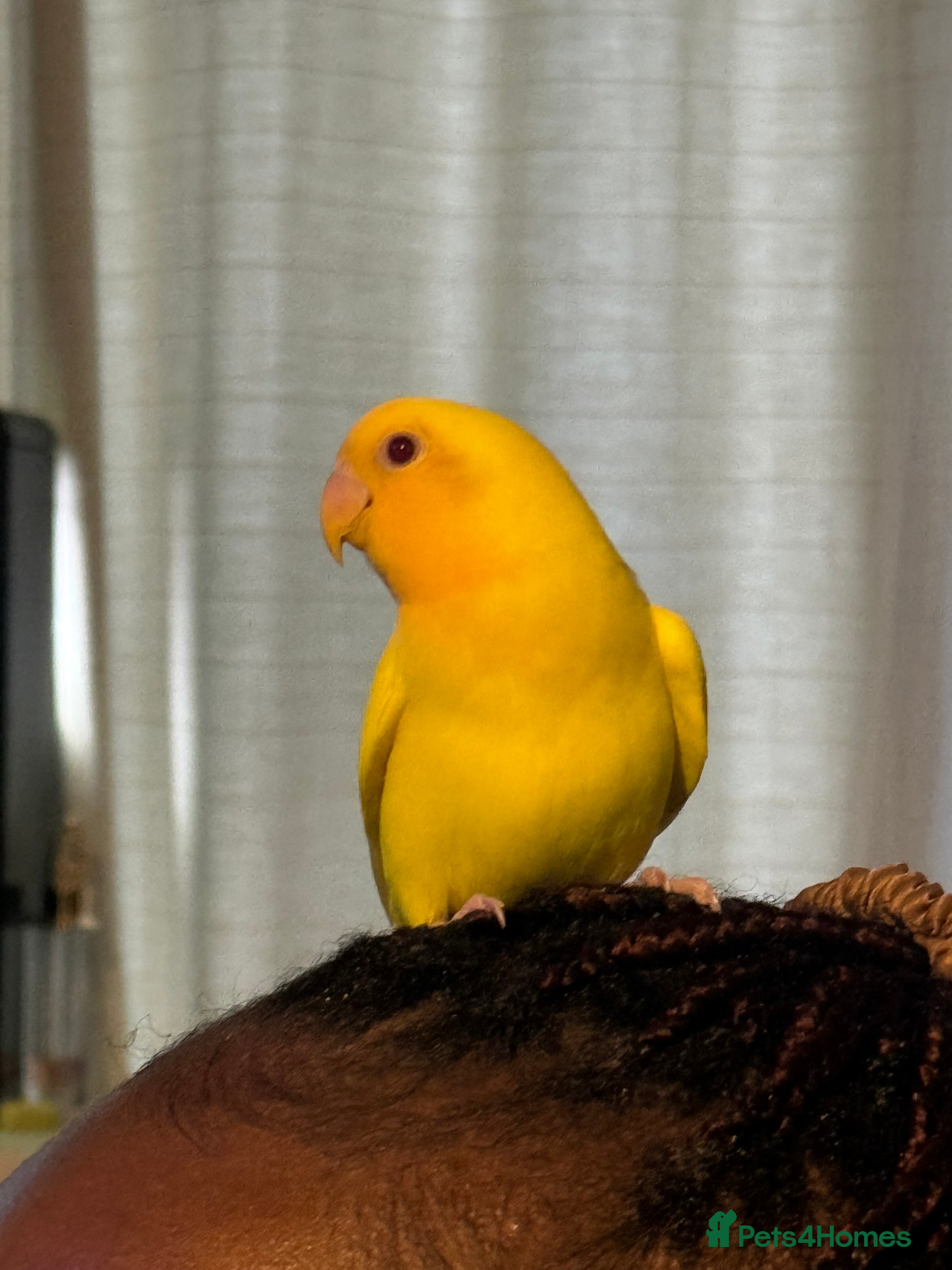 Lovebirds birds Hand-reared Lovebirds  - Advert 11