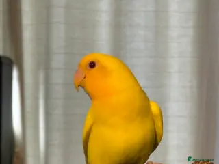 Lovebirds birds Hand-reared Lovebirds - Advert 11