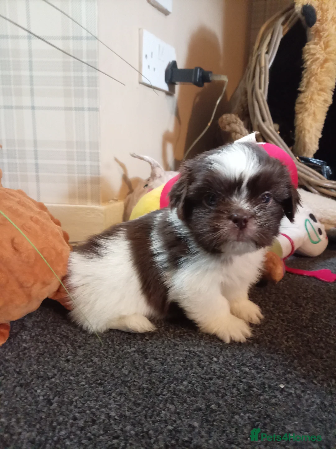 Shih Tzu dogs for sale: 1 little boy left - Advert 1