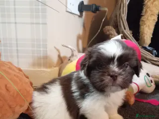 Shih Tzu dogs 1 little boy left - Advert 6