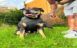 Staffordshire Bull Terrier dogs for sale: Staffy Brindle Black Boy London Staffordshire - Image 6