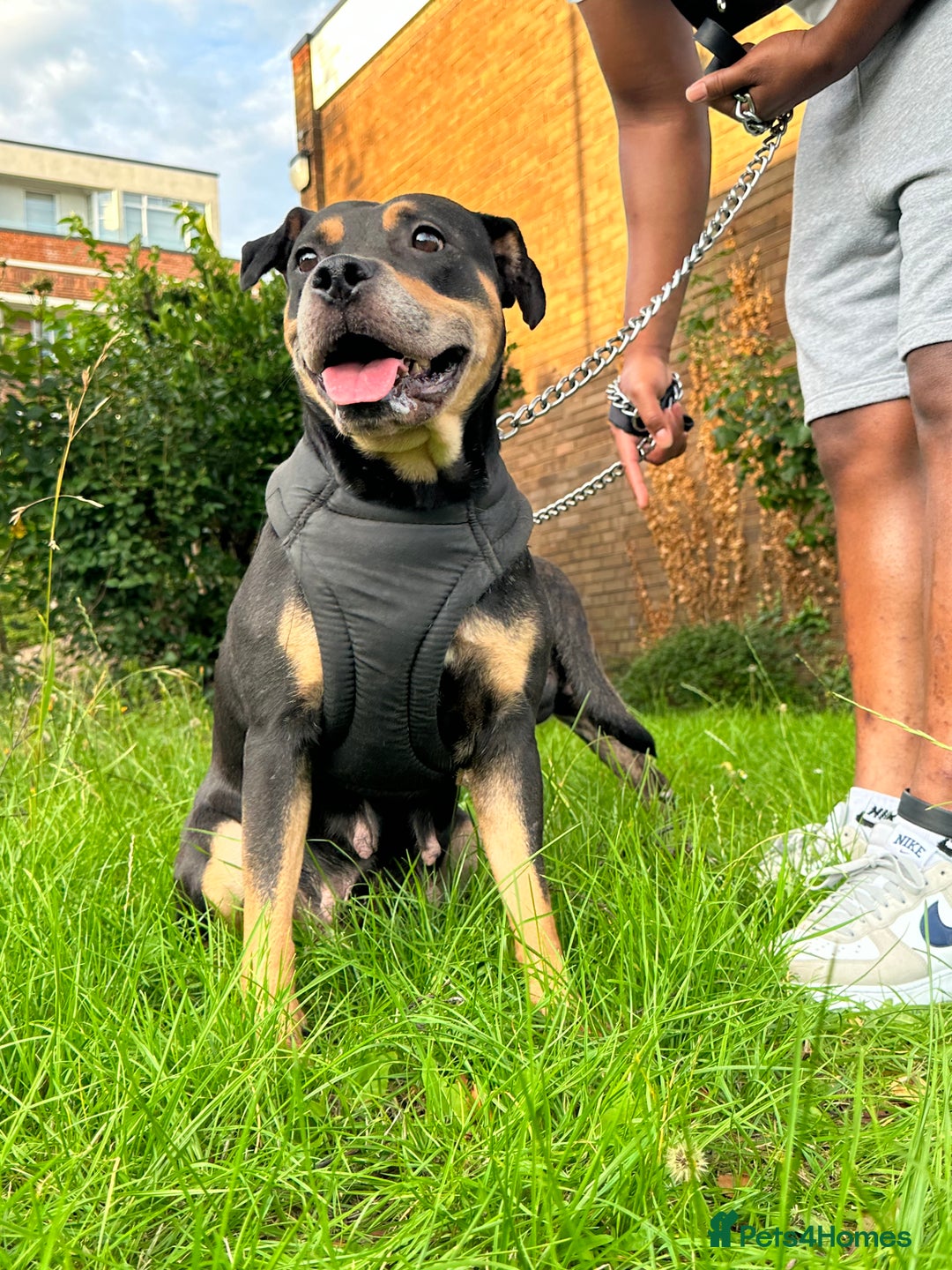 Staffordshire Bull Terrier dogs for sale: Staffy Brindle Black Boy London Staffordshire - Image 6