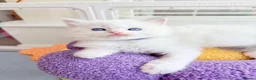 Ragdoll cats for sale: Gorgeous Tica registered Ragdoll  kittens - Advert 10