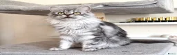 Maine Coon cats for sale: TICA Registered - Affectionate, Gentle, Loving - Advert 2