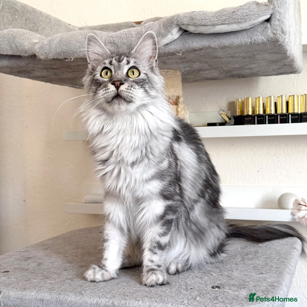 Maine Coon cats for sale: TICA Registered - Affectionate, Gentle, Loving - Advert 2
