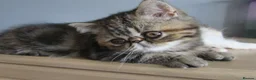Exotic cats for sale: Gorgeous Exotic kittens - Advert 14