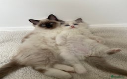 Ragdoll cats for sale: Ragdolls  - Image 6