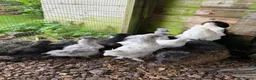 Chickens poultry for sale: Cockerels For Sale  - Advert 4
