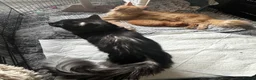 Maine Coon cats for sale: Majestic Fire Maine Coon Kittens - Advert 29