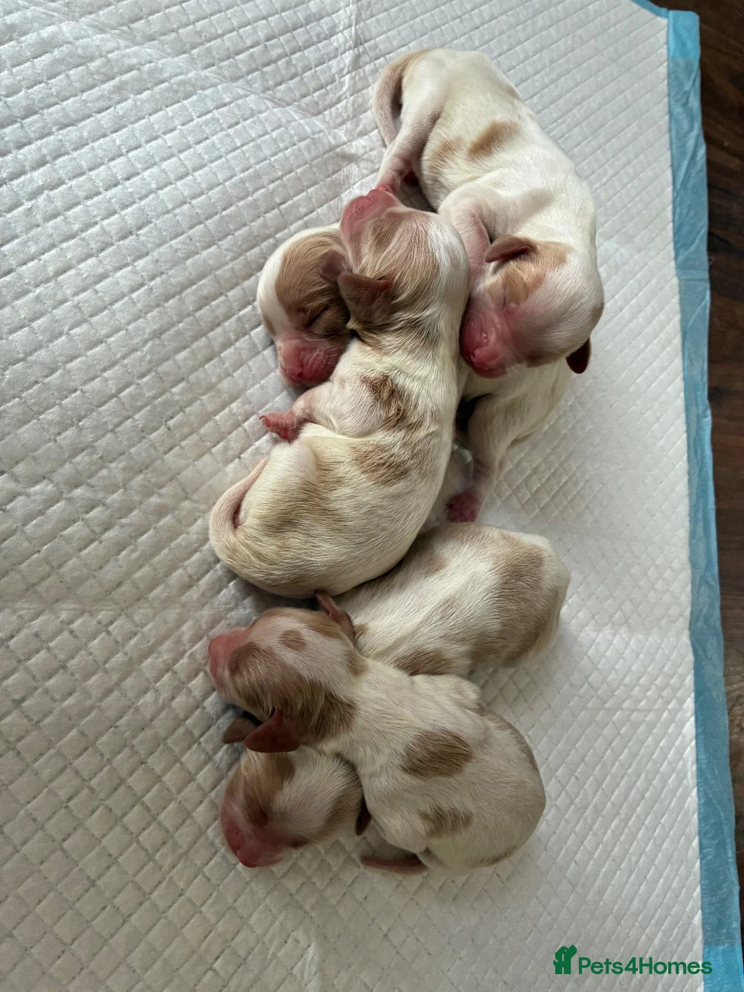 Cavalier King Charles Spaniel dogs for sale: King Charles cavalier puppy's  in Uckfield - Advert 1