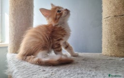 Maine Coon cats for sale: Beautiful Maine Coon kittens  - Image 4