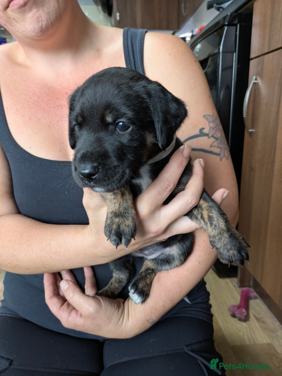 Mixed Breed dogs for sale: Jack, Springer X staffy, lurcher puppies - Image 20